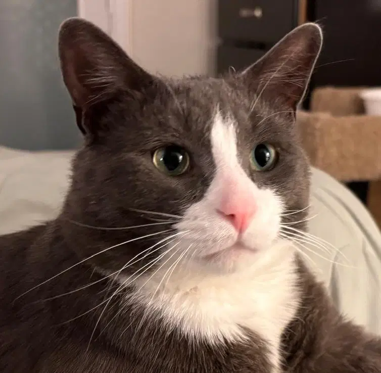 Mcnichol Happy Single - Domestic Short Hair