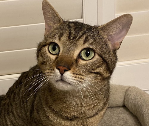 Alfie, an adoptable Domestic Short Hair in Richmond Hill, ON