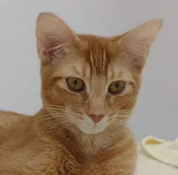 Russell  Theo - Domestic Short Hair