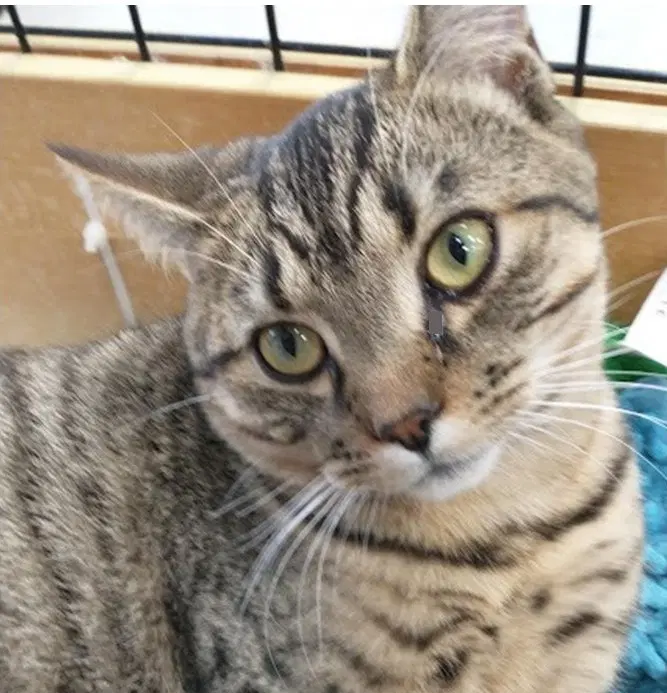 Bubbles - Domestic Short Hair