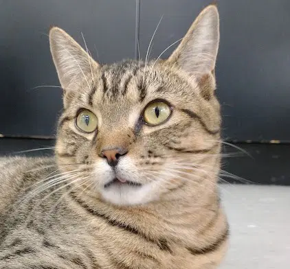 Bubbles - Domestic Short Hair