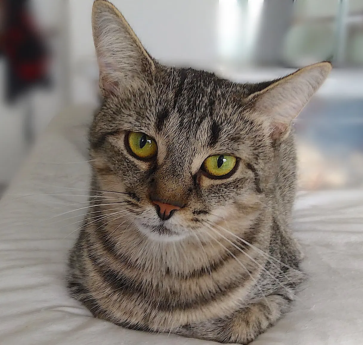 Isabel - Domestic Short Hair