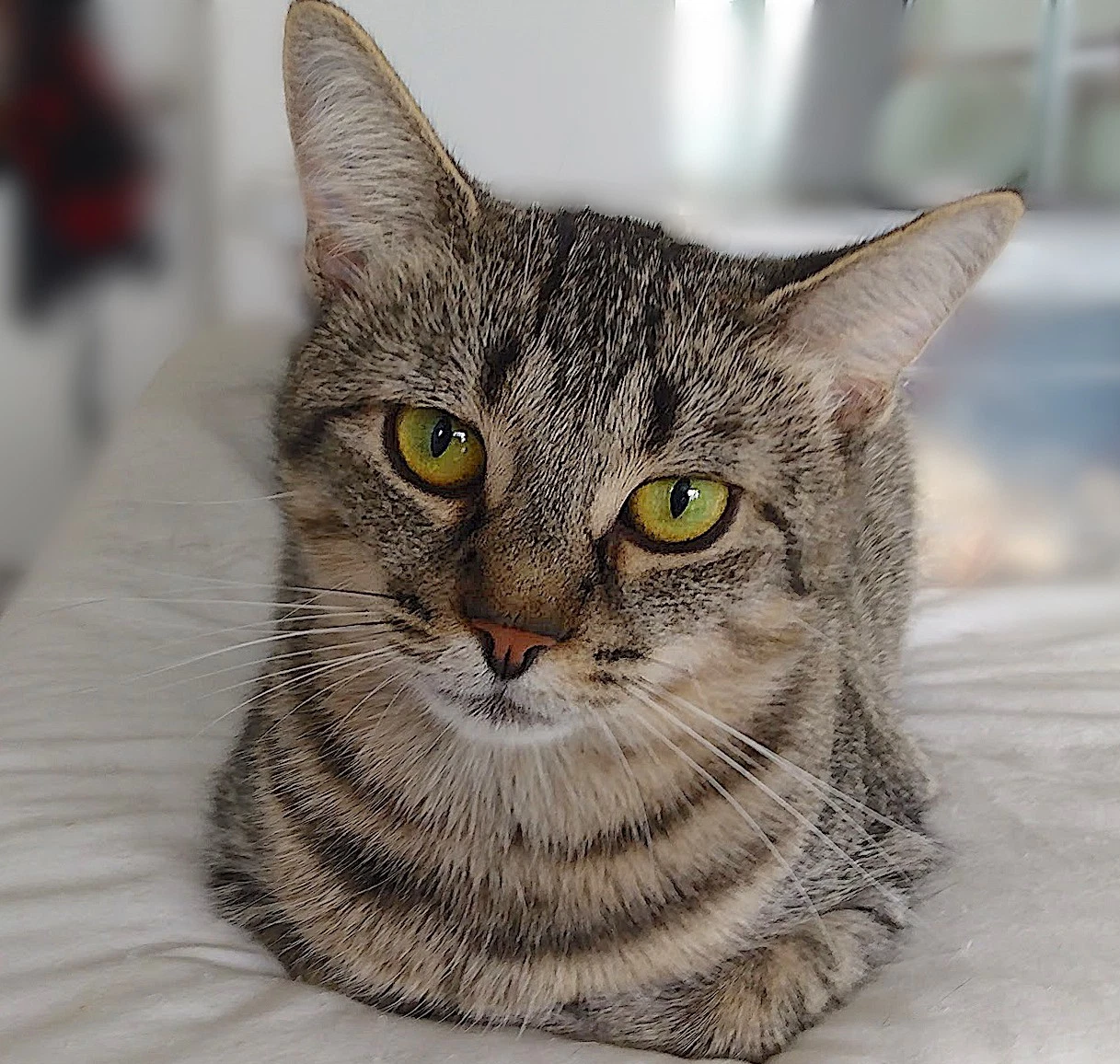 Isabel