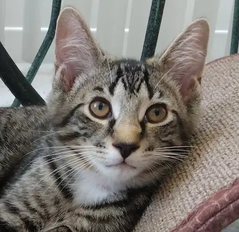 Fudge  Toffee - Domestic Short Hair