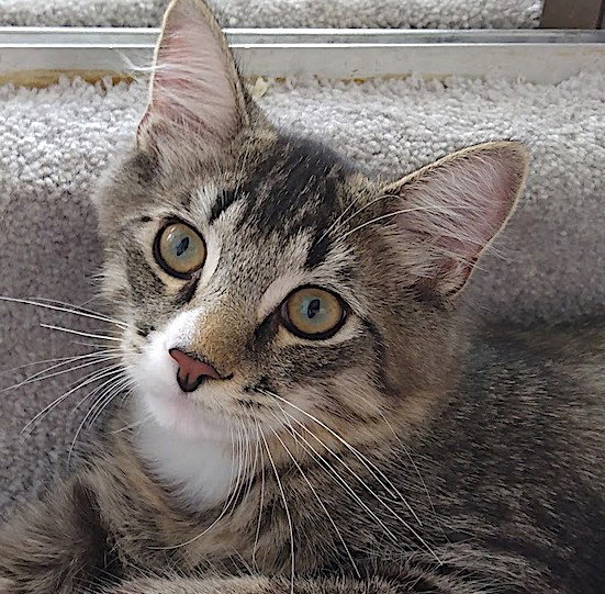 Nougat (+ Licorice), Domestic Short Hair