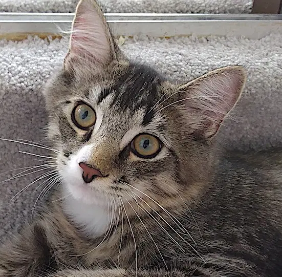 Nougat  Licorice - Domestic Short Hair