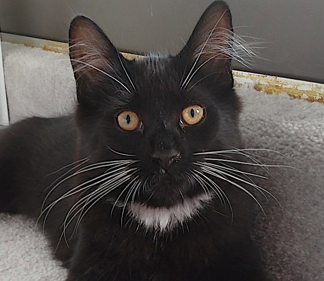 Licorice (+ Nougat), Domestic Medium Hair