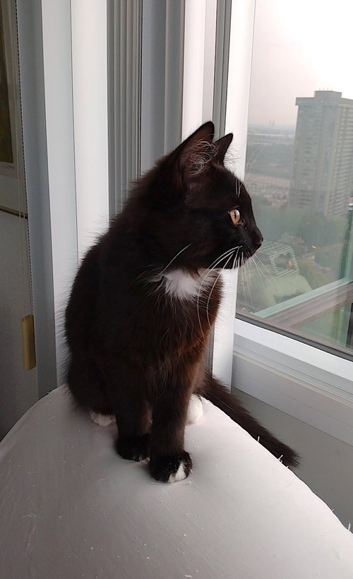 Photo 4 of Licorice (+ Nougat)