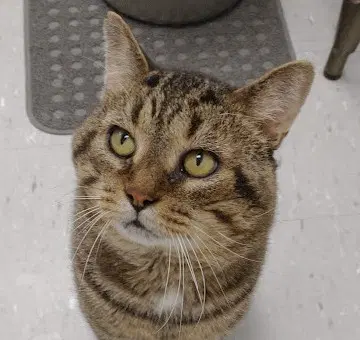 Timmy - Domestic Short Hair