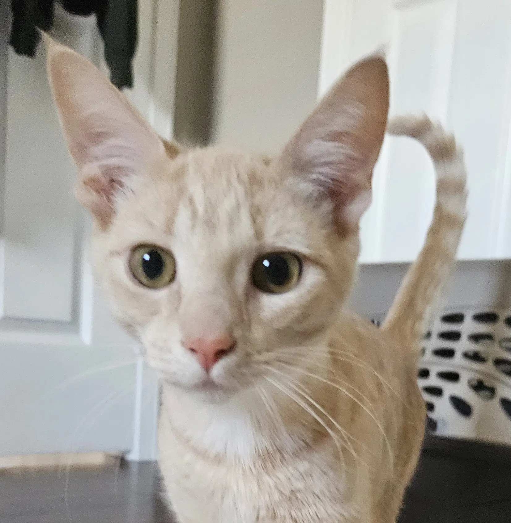 Tulip  Sparkle - Domestic Short Hair