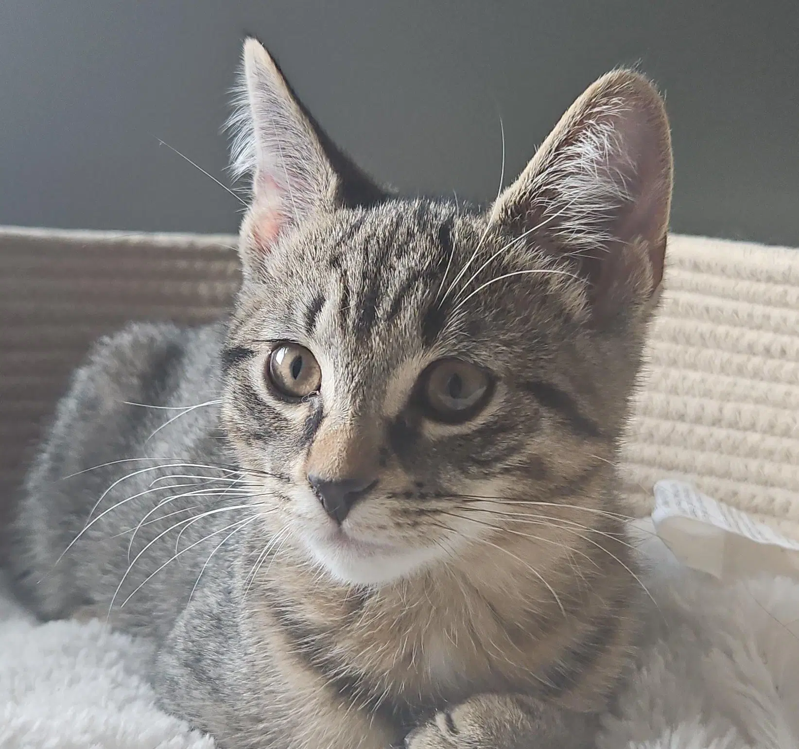 Sparkle  Tulip - Domestic Short Hair