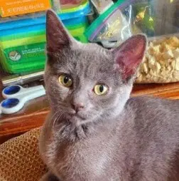Tahiti  Sibling - Domestic Short Hair