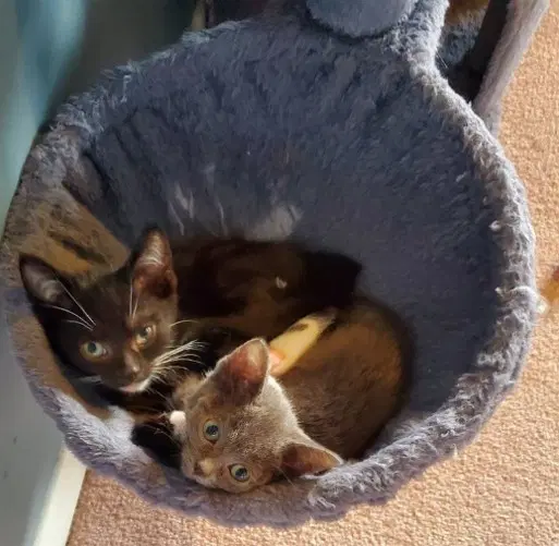 Tahiti  Sibling image 4