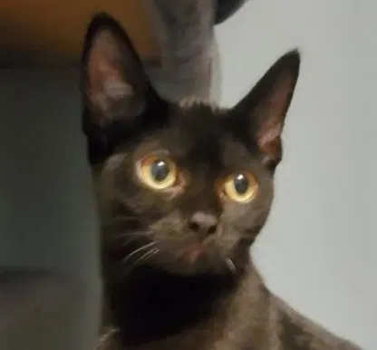 Maui Sibling - Domestic Short Hair