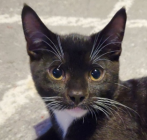 Vegas (+ Tahiti), Domestic Short Hair