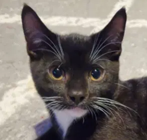 Vegas  Siblings - Domestic Short Hair