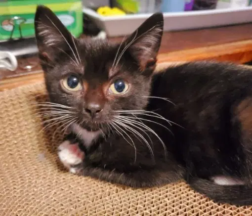 Disney Sibling - Domestic Short Hair
