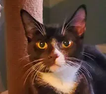 Whistler Sibling - Domestic Short Hair
