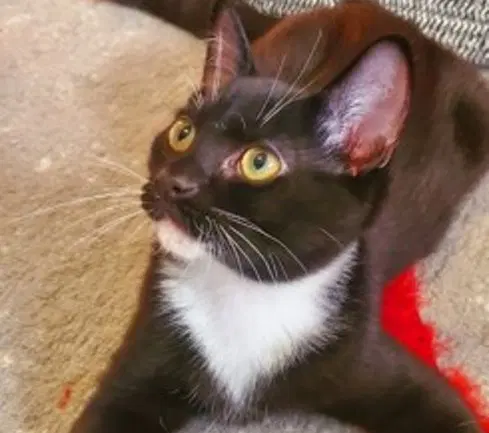 Cabos Sibling - Domestic Short Hair