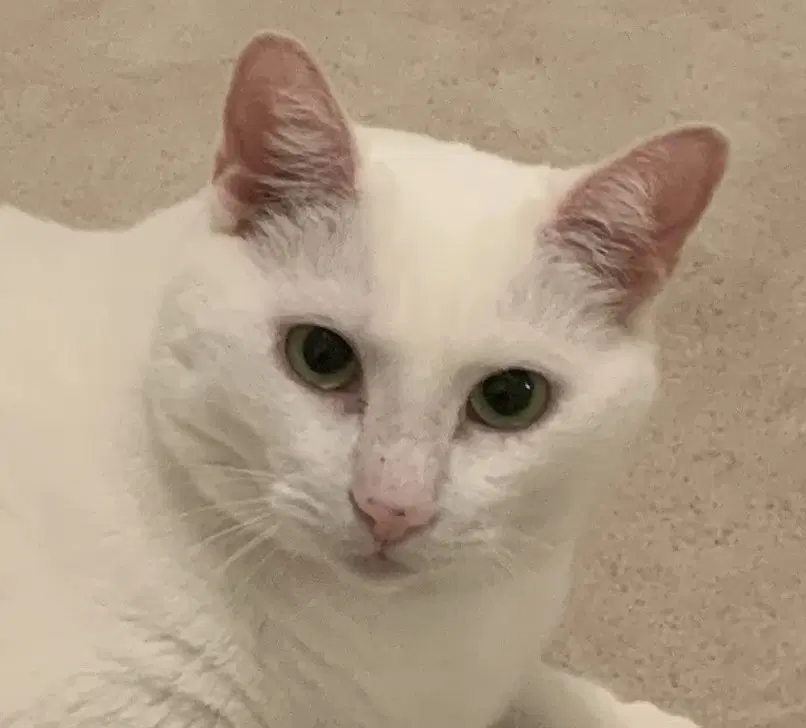 Lyric  Wren - Domestic Short Hair