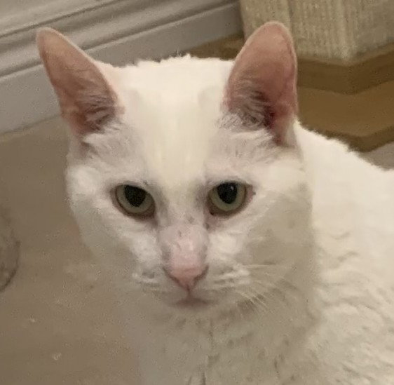 Lyric, Domestic Short Hair