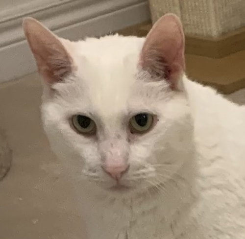 Lyric, a cat for adoption from Forgotten Ones Cat Rescue and Adoption Inc