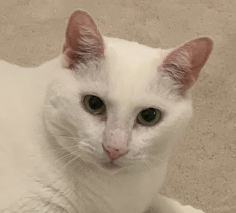 Wren, Domestic Short Hair