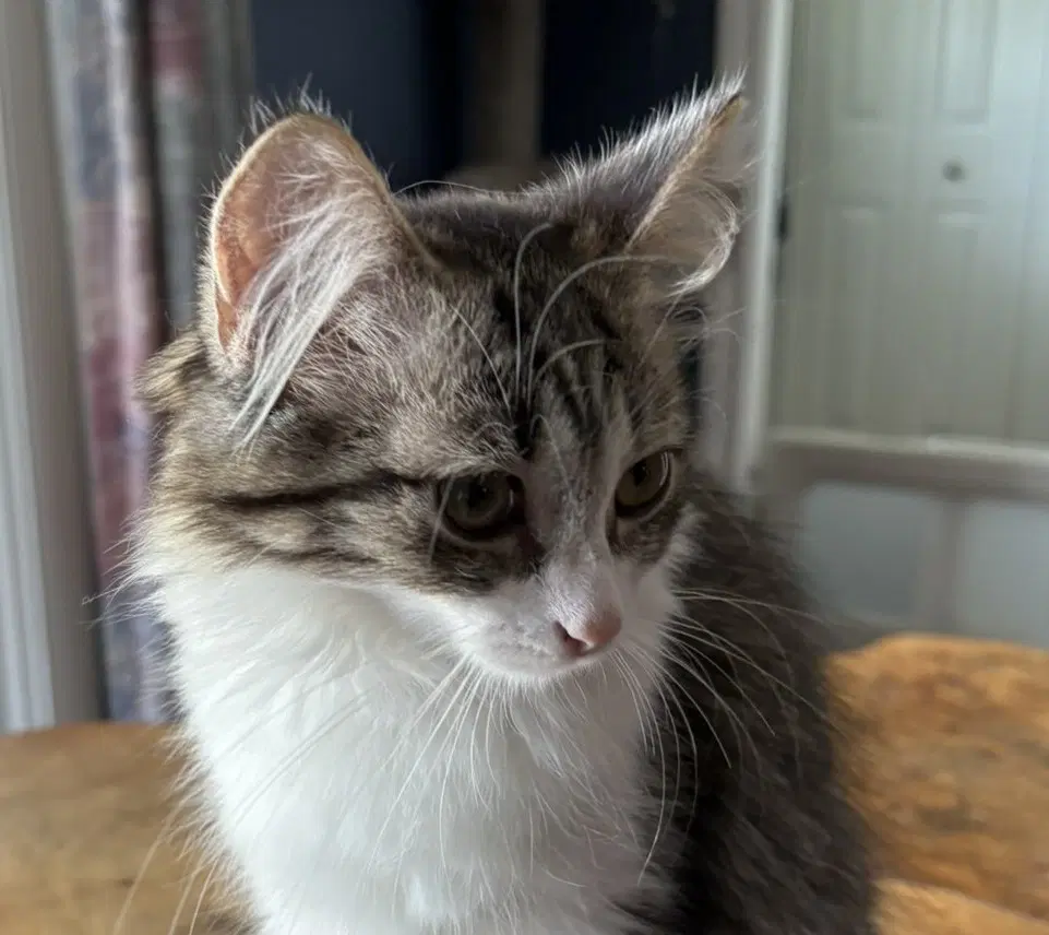 Fiona  Sibling - Domestic Long Hair