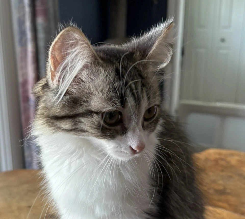Fiona  Sibling