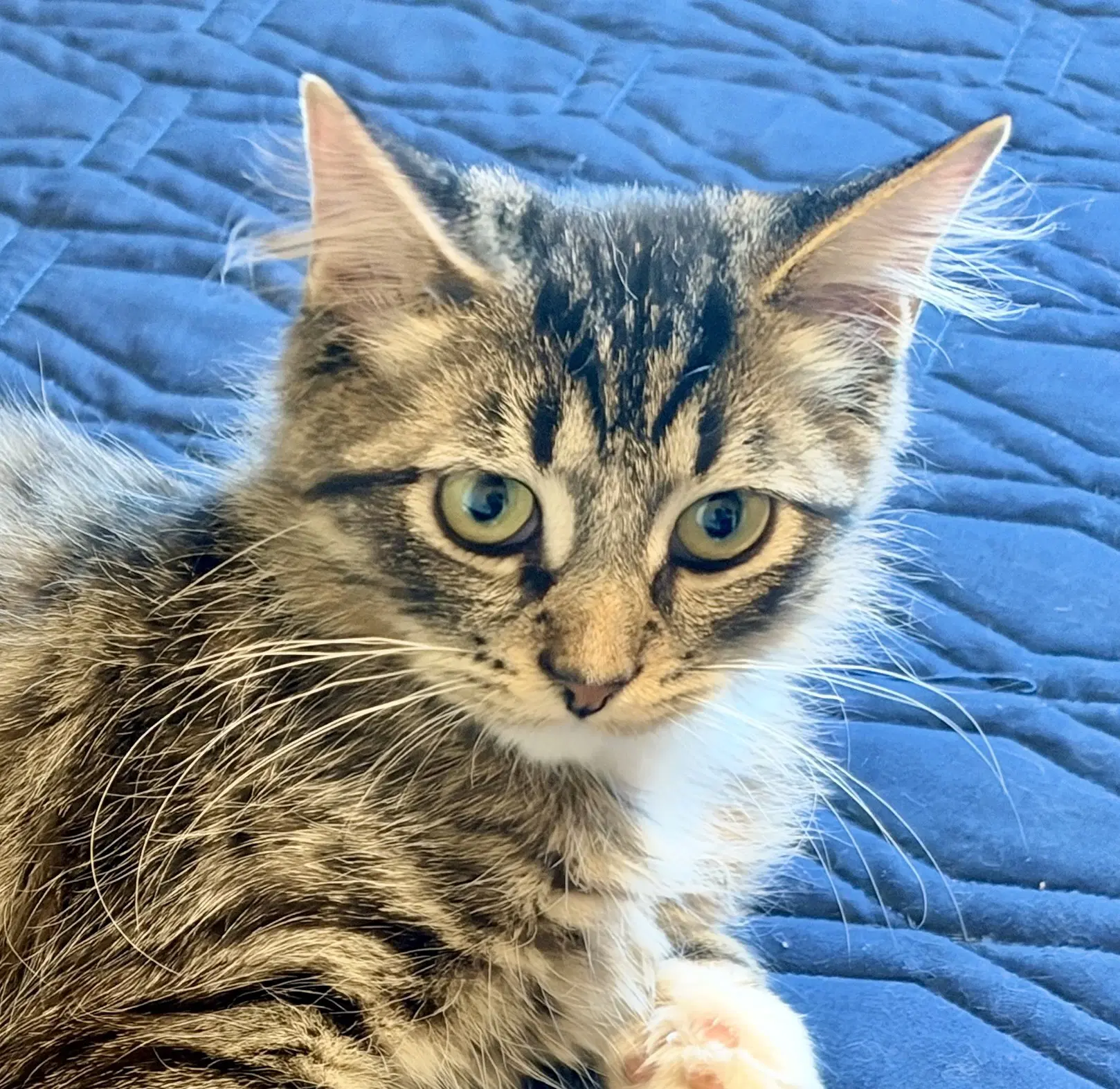 Sawyer  Sibling - Domestic Long Hair