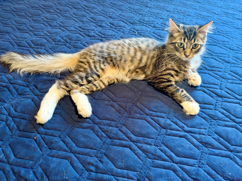 Sawyer, photo 4