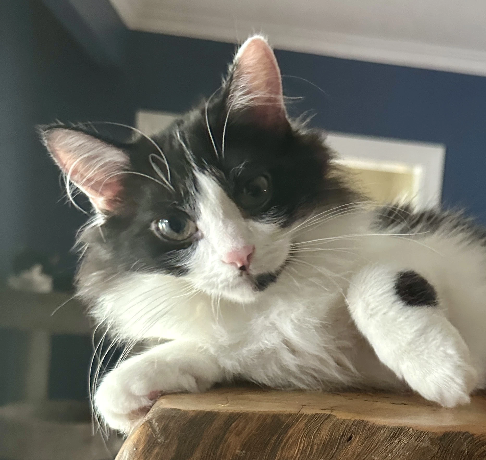 Zoey  Sibling