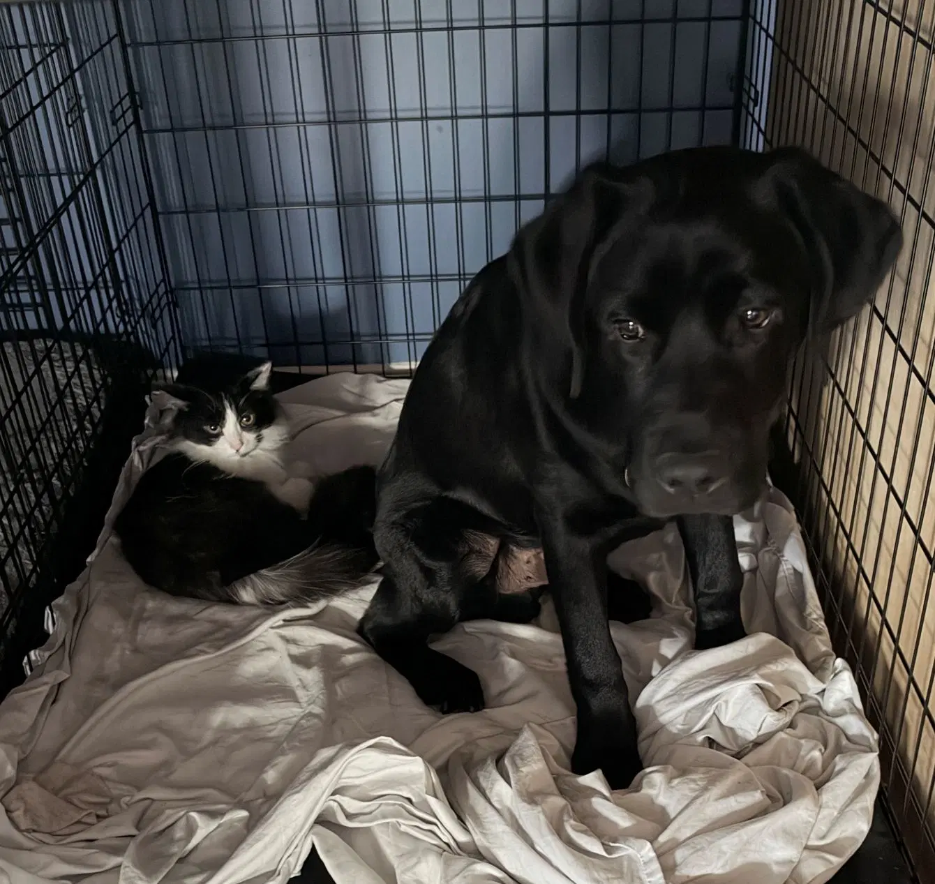Zoey  Sibling image 3