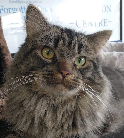 Archer Happy Single - Domestic Long Hair