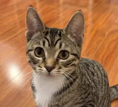 Ember Sibling - Domestic Short Hair