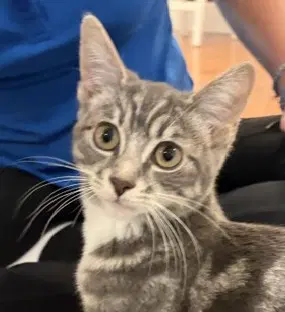 Ash  Sibling - Domestic Short Hair