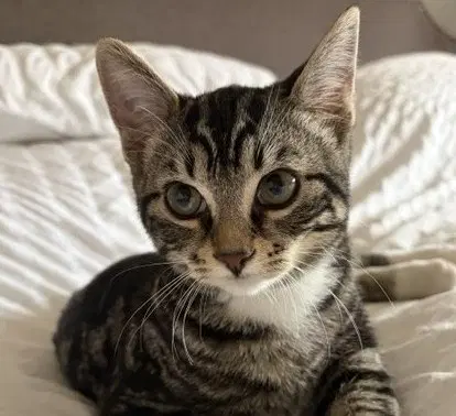 Kindle  Sibling - Domestic Short Hair