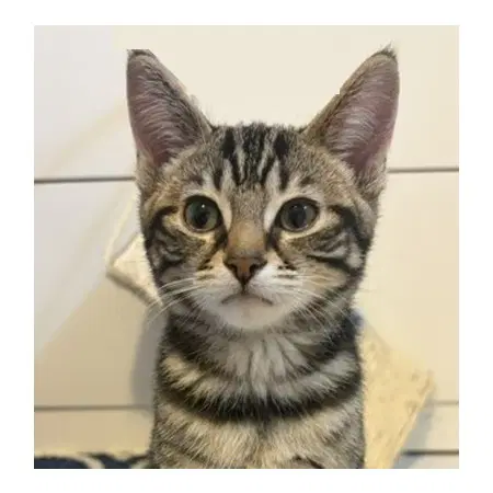Flicker  Sibling - Domestic Short Hair