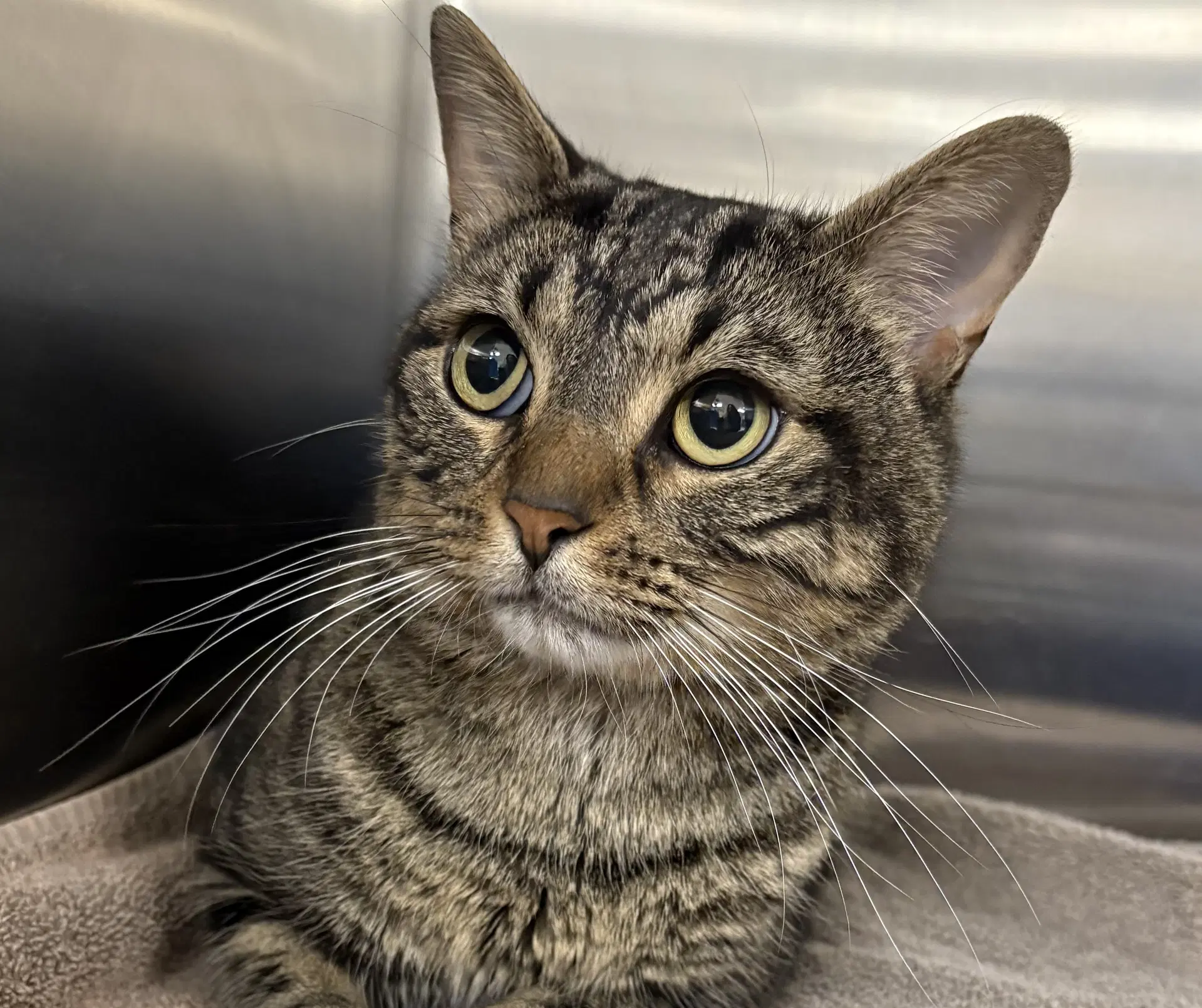 Serge - Domestic Short Hair