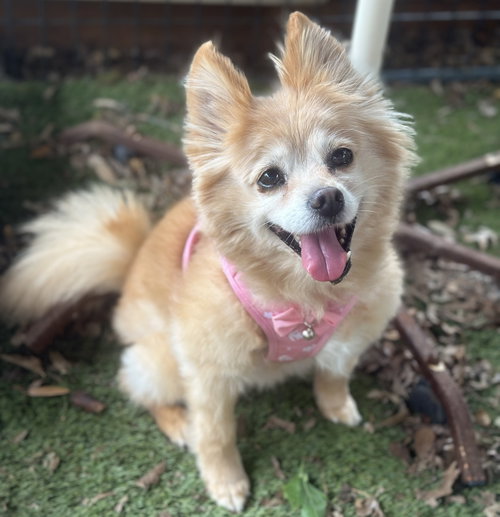 Maggie, an adoptable Pomeranian in Garland, TX