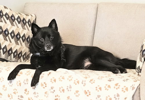 Fiona, an adoptable Pomeranian in Garland, TX