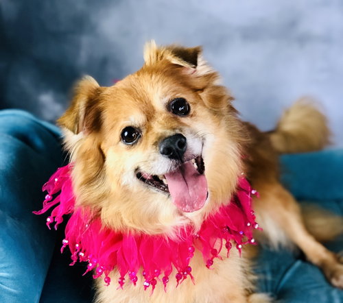 Molly, an adoptable Pomeranian in Garland, TX