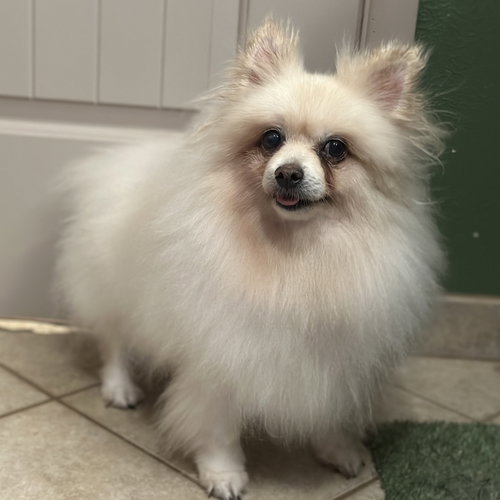 picture of the dog needing adoption