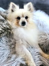 Caspian - Photo 5