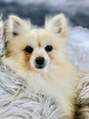 Caspian - Photo 6
