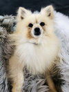 Caspian - Photo 7
