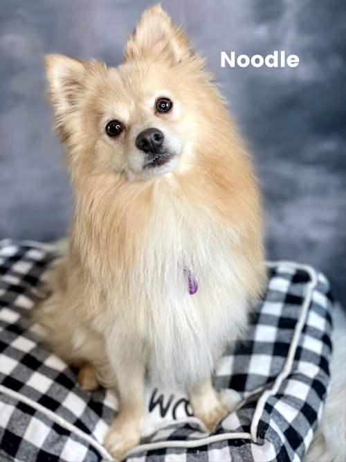 picture of the dog needing adoption