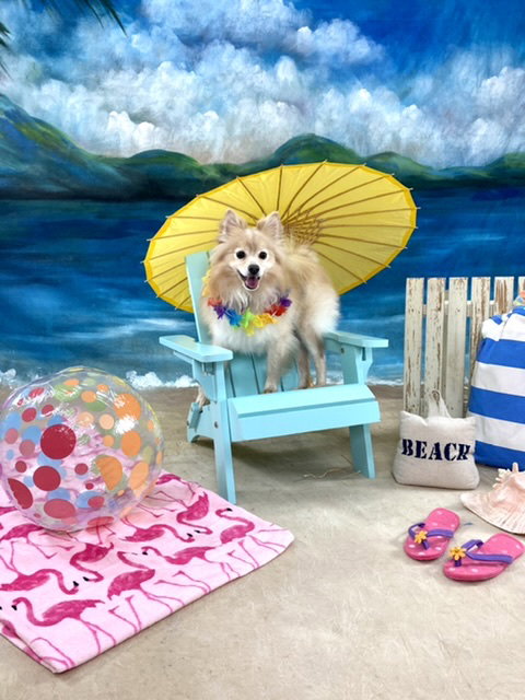 NOODLES - Pomeranian available for adoption