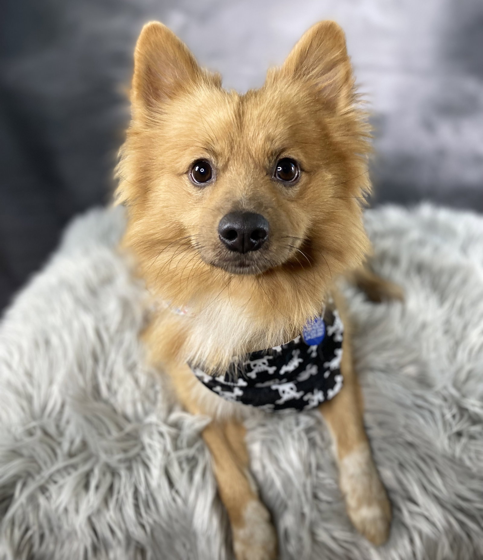 Phoenix, Pomeranian