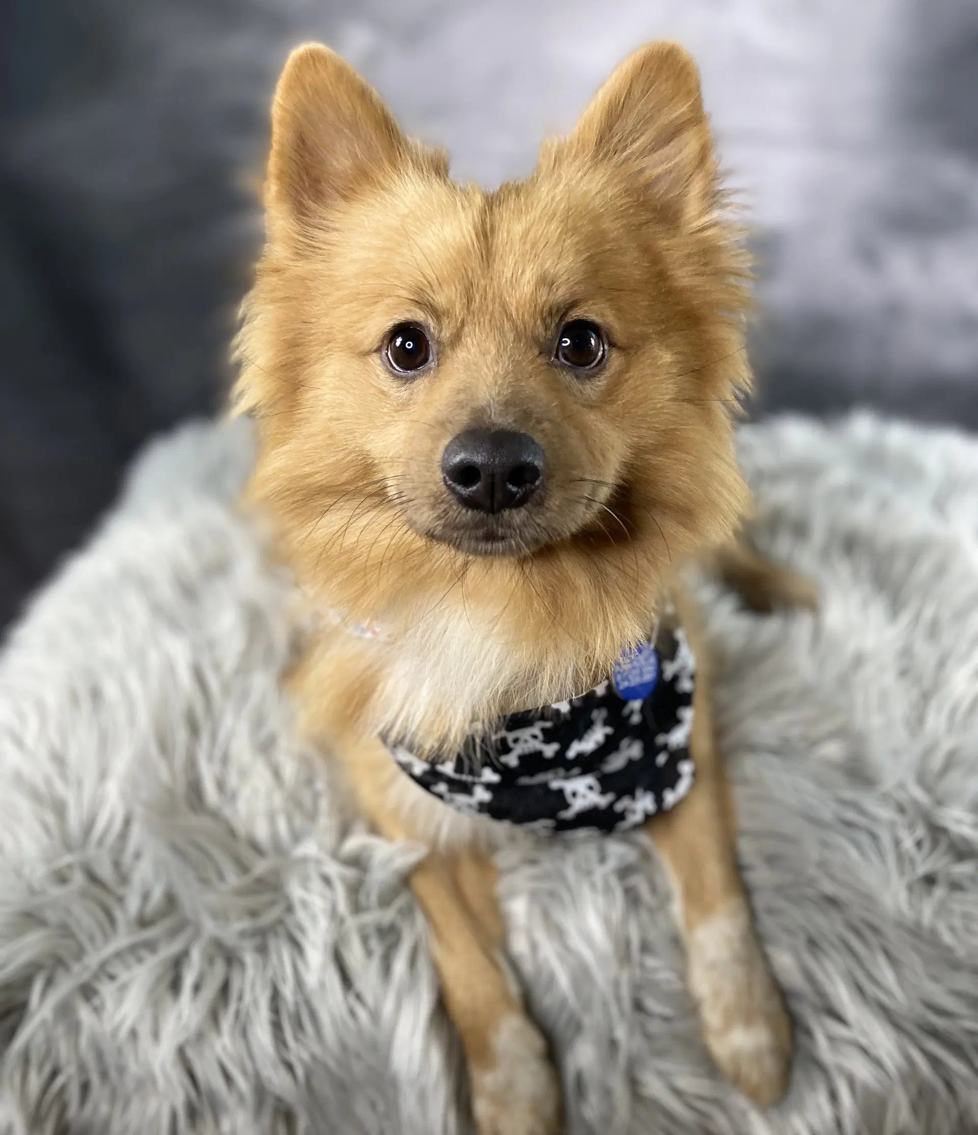 Phoenix - Pomeranian
